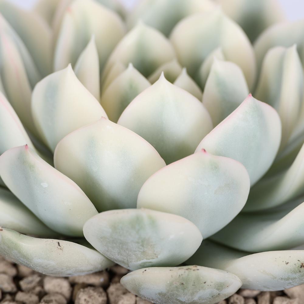 Echeveria Mira f. variegata Ø 14 cm