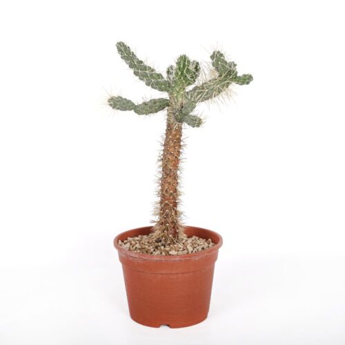 Cylindropuntia tunicata Ø 17 cm