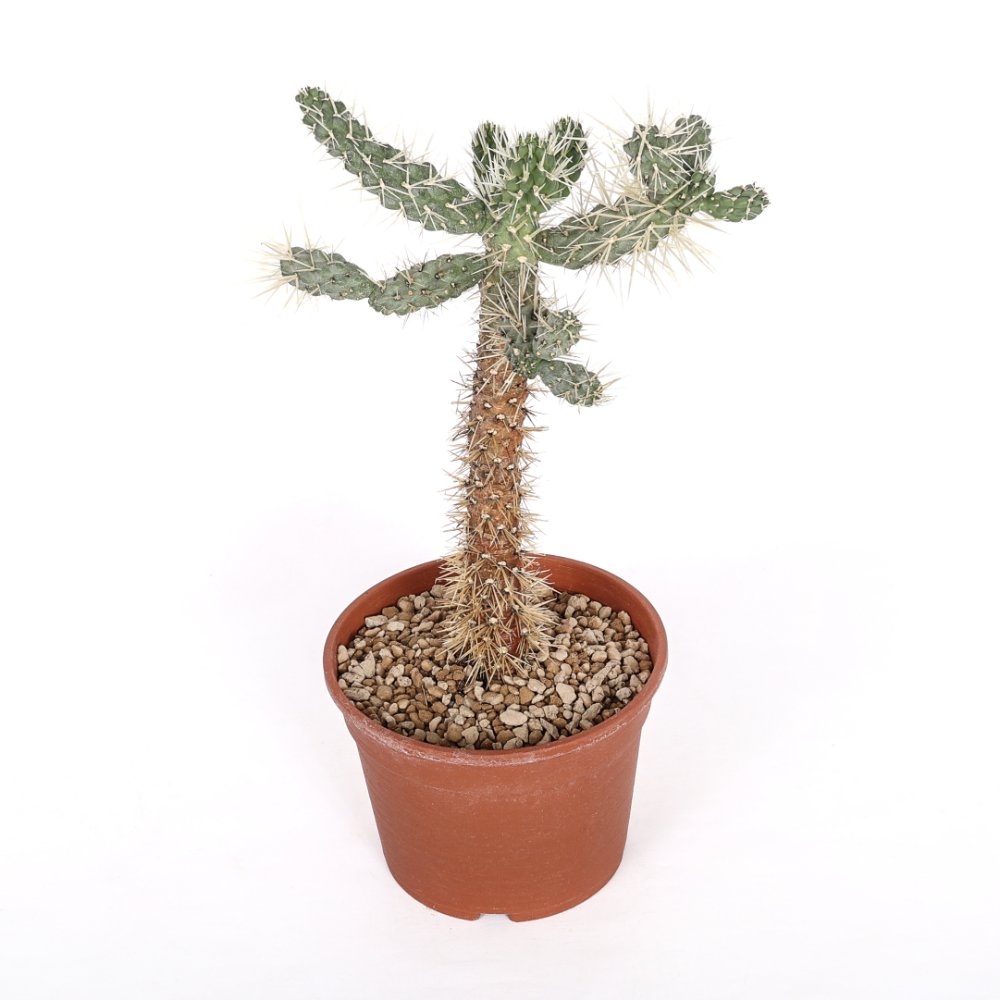 Cylindropuntia tunicata Ø 17 cm