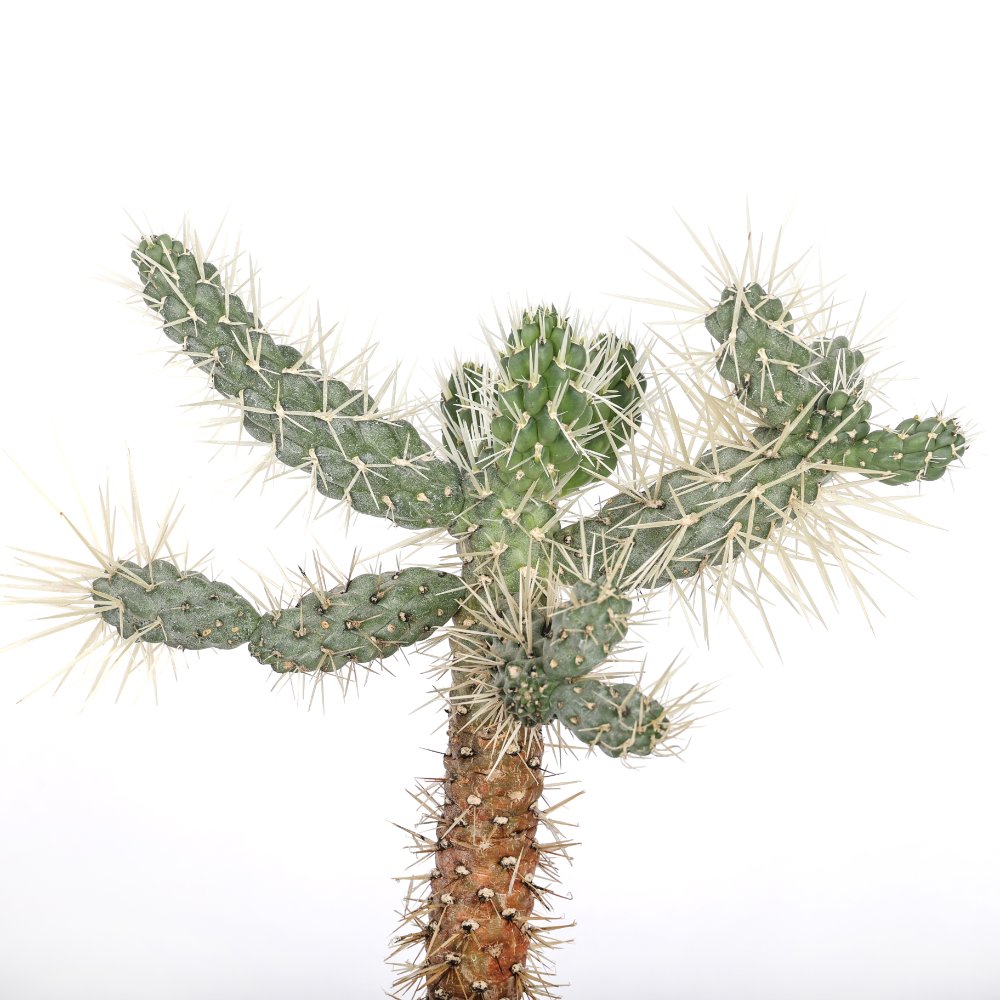Cylindropuntia tunicata Ø 17 cm