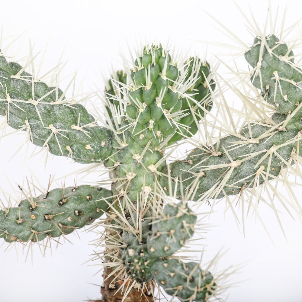 Cylindropuntia tunicata Ø 17 cm