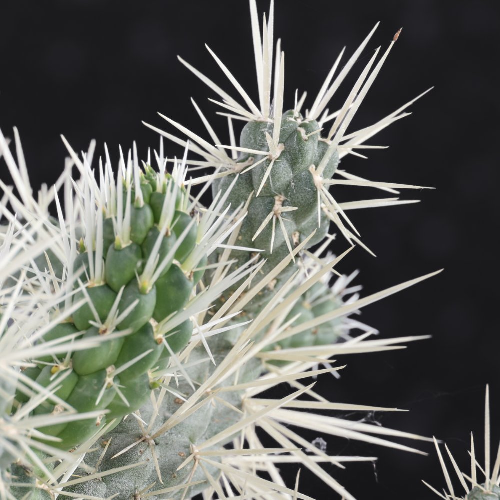 Cylindropuntia tunicata Ø 17 cm