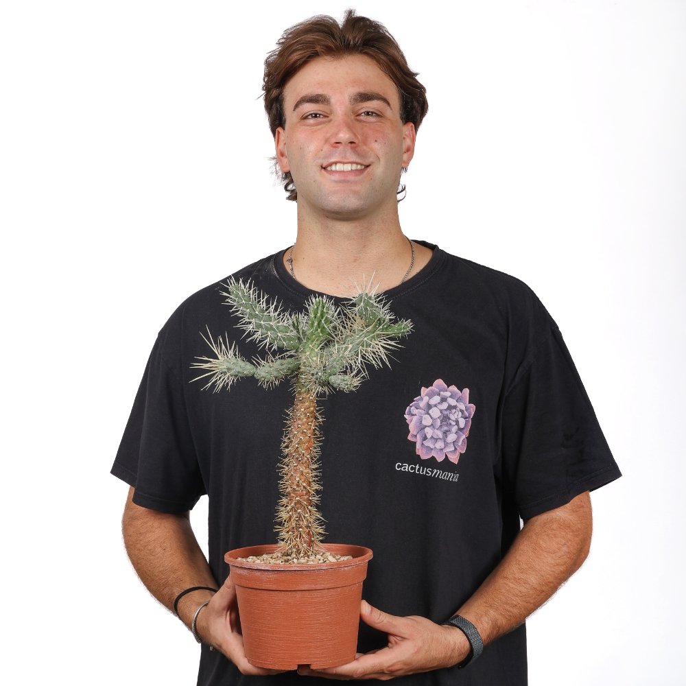 Cylindropuntia tunicata Ø 17 cm