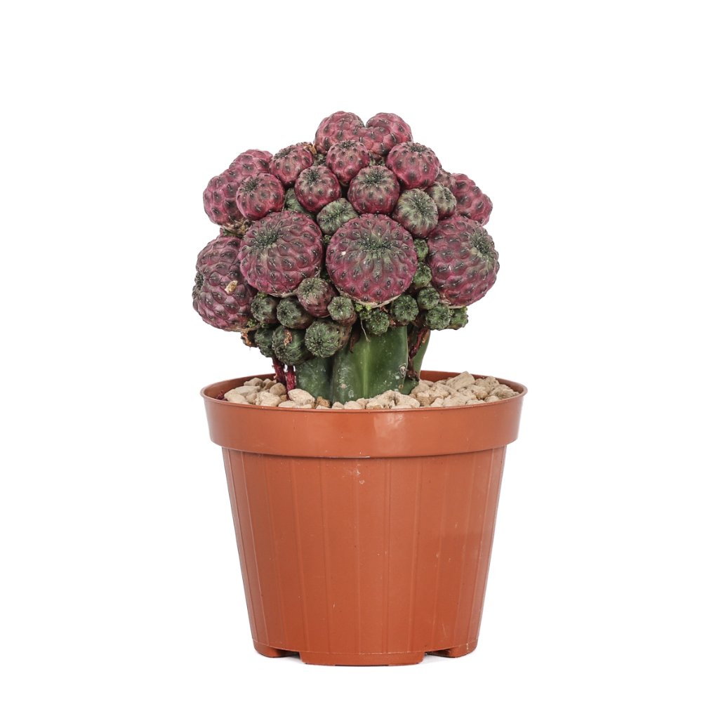 Sulcorebutia rauschii Ø 12 cm