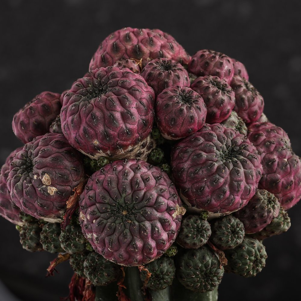 Sulcorebutia rauschii Ø 12 cm