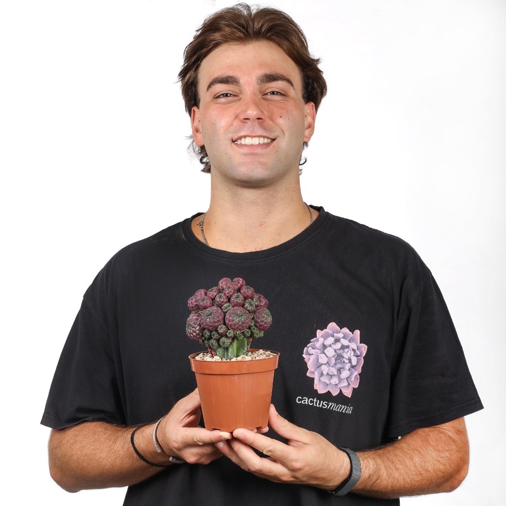Sulcorebutia rauschii Ø 12 cm