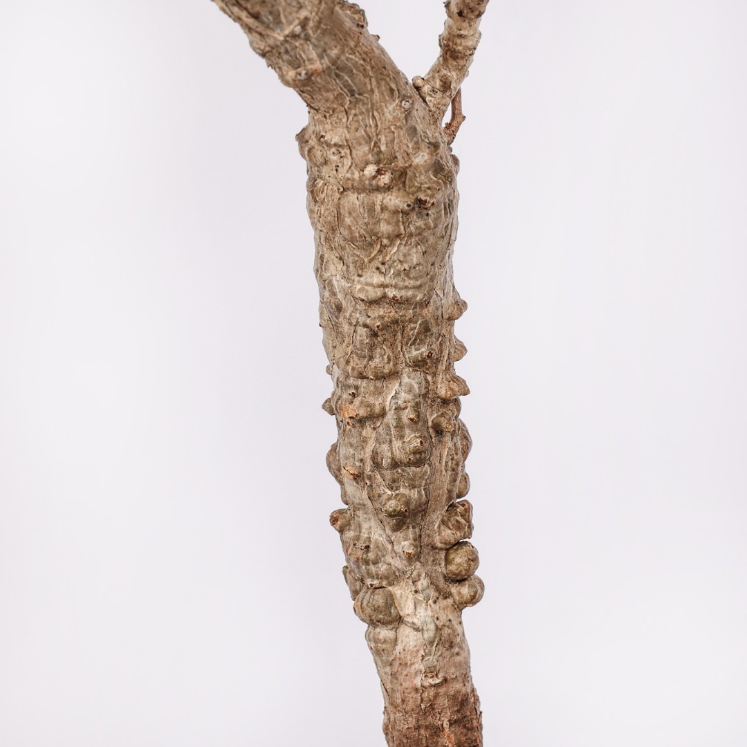 Operculicarya pachypus Ø 14 cm
