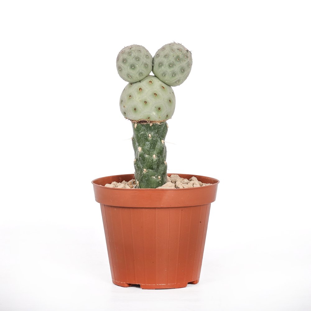 Tephrocactus geometricus Ø 12 cm