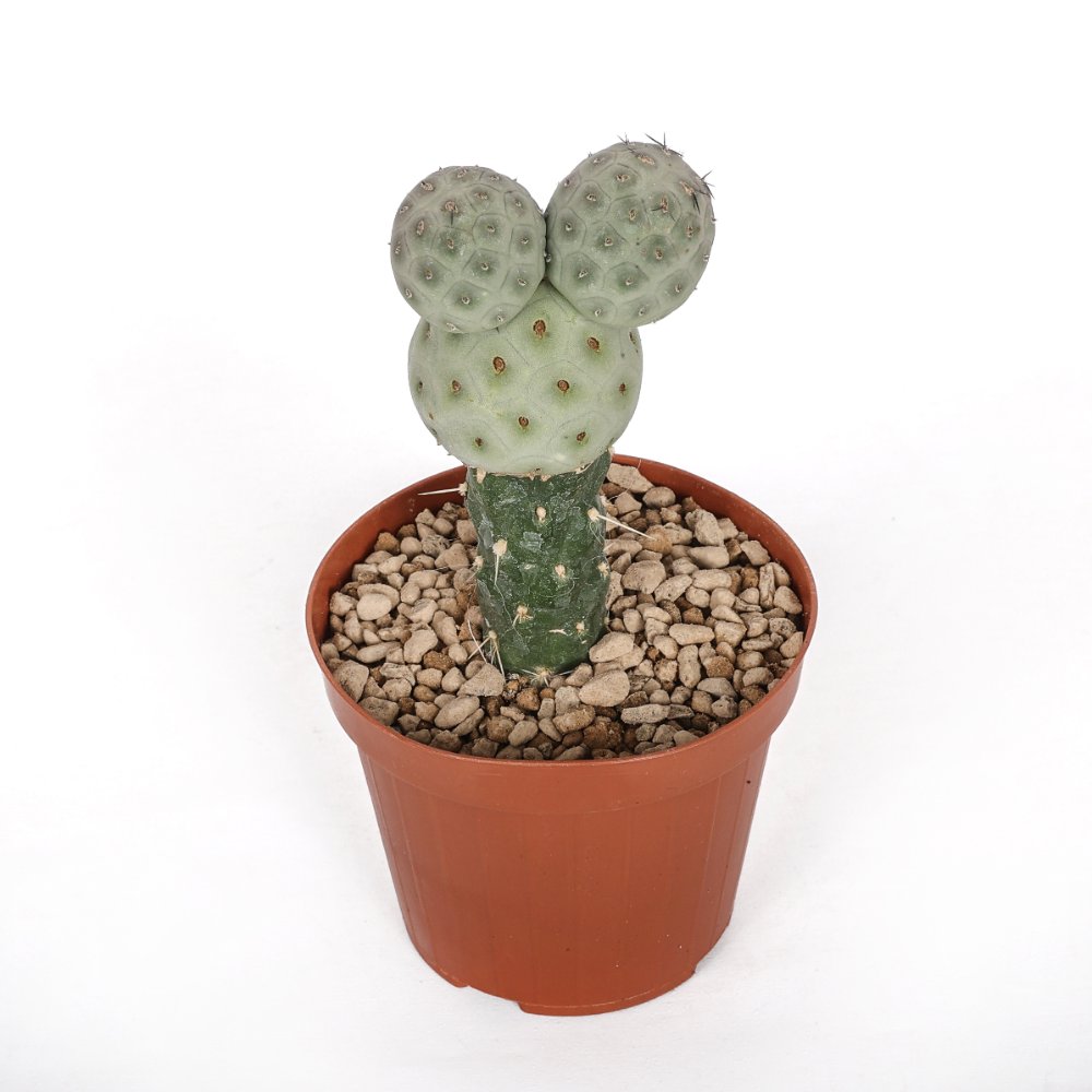 Tephrocactus geometricus Ø 12 cm