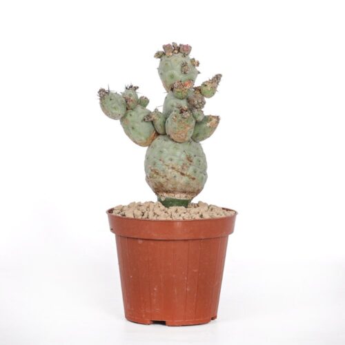 Tephrocactus geometricus f. mostruosa Ø 12 cm