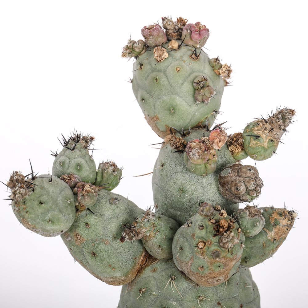 Tephrocactus geometricus f. mostruosa Ø 12 cm
