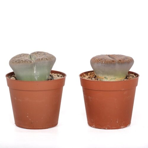 Lithops sp. (sassi viventi) Ø 7,5 cm