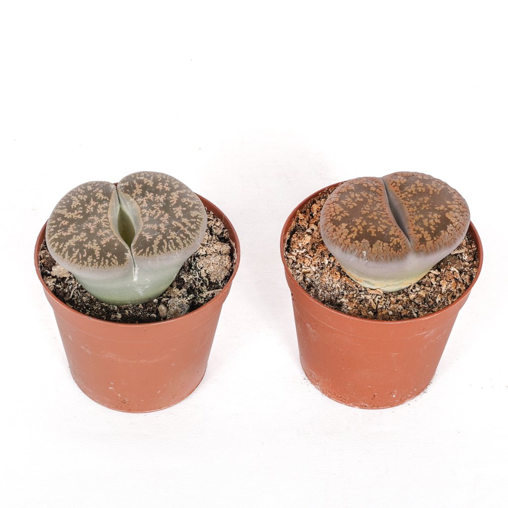 Lithops sp. (sassi viventi) Ø 7,5 cm