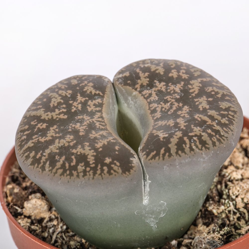 Lithops sp. (sassi viventi) Ø 7,5 cm