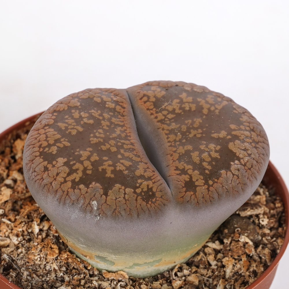 Lithops sp. (sassi viventi) Ø 7,5 cm