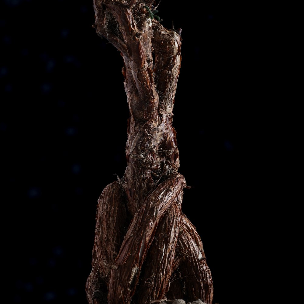 Mestoklema tuberosum Ø 20 cm