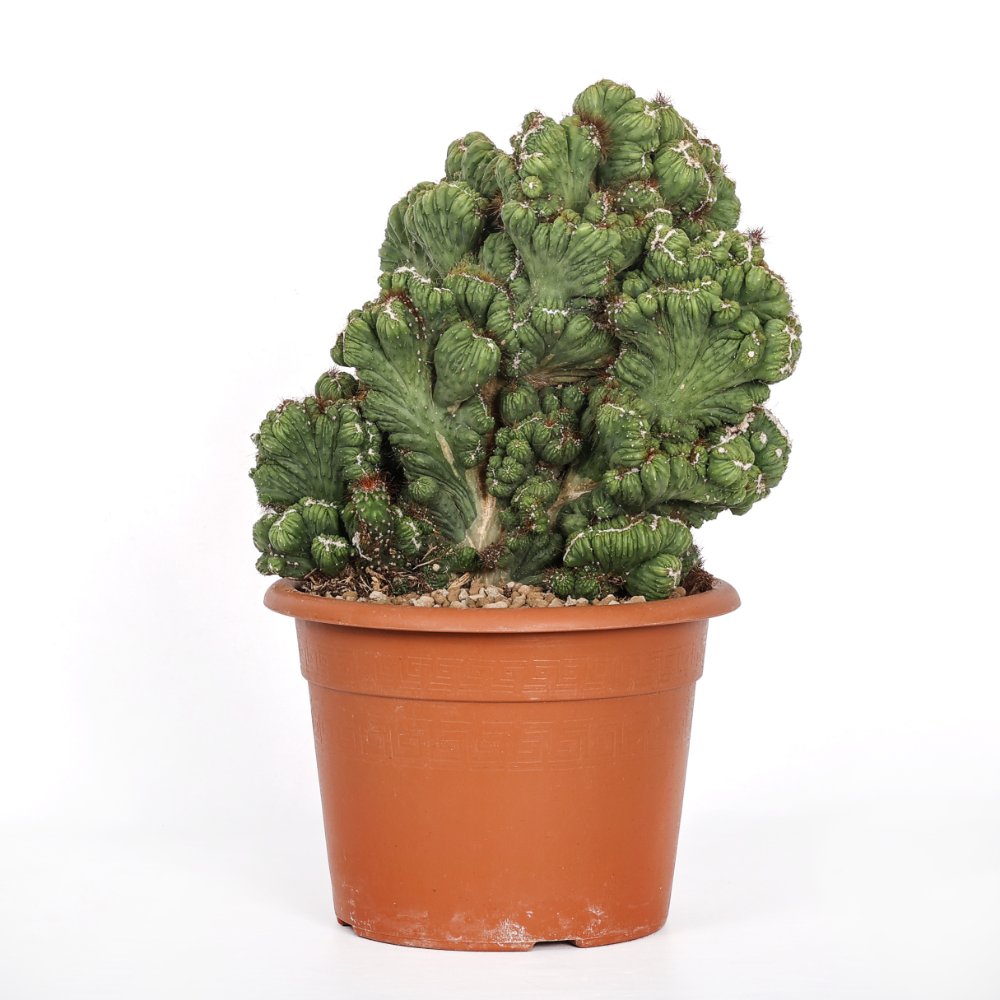 Cereus peruvianus f. mostruosa crestata Ø 25 cm