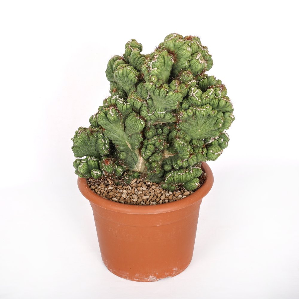 Cereus peruvianus f. mostruosa crestata Ø 25 cm