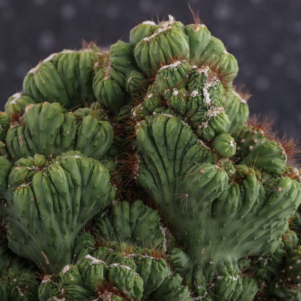 Cereus peruvianus f. mostruosa crestata Ø 25 cm