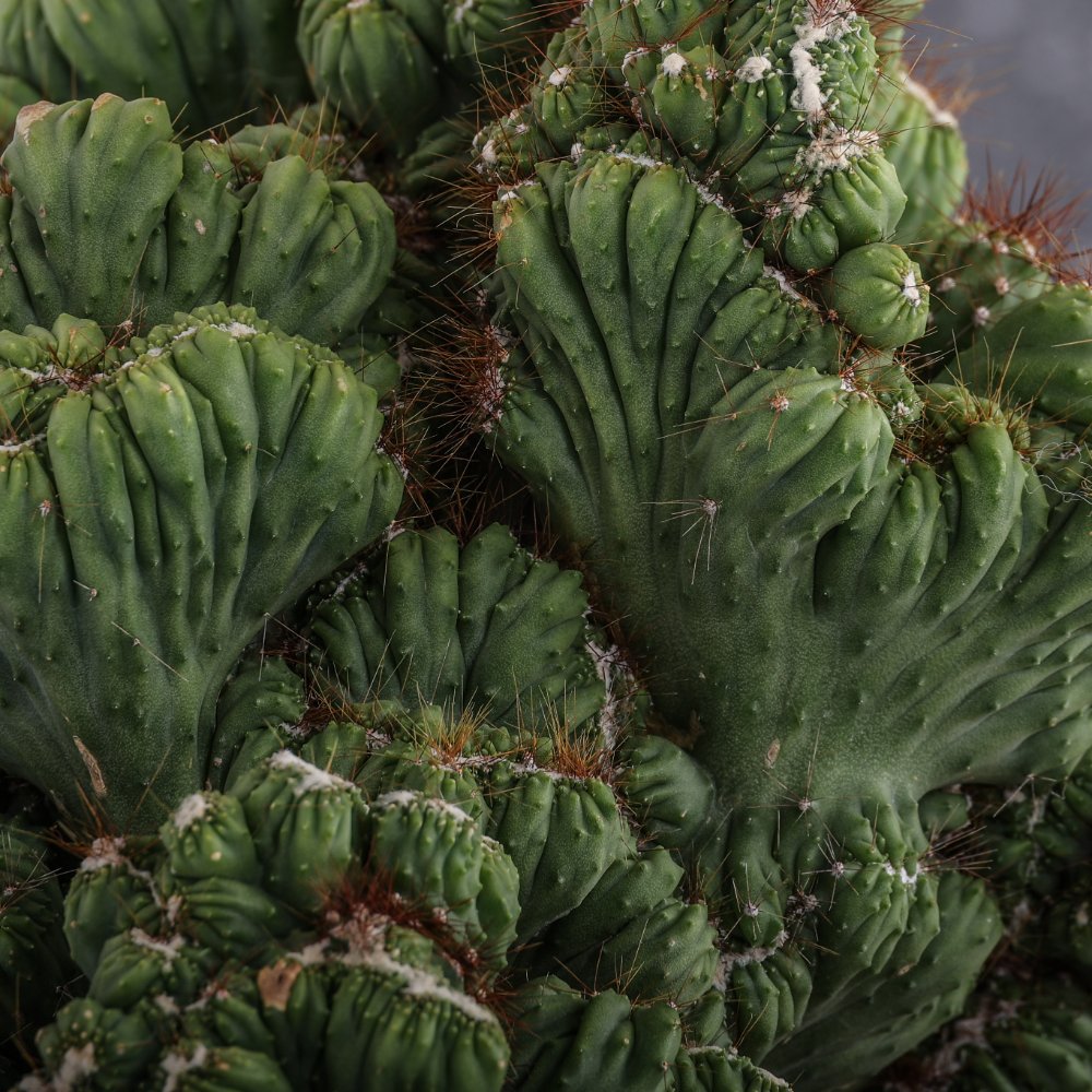 Cereus peruvianus f. mostruosa crestata Ø 25 cm