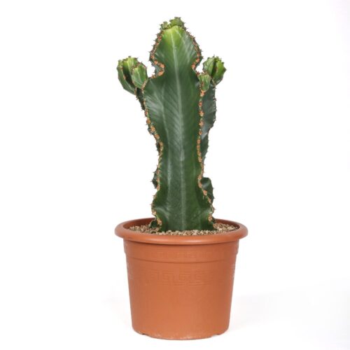 Euphorbia ingens x Eritrea Ø 25 cm
