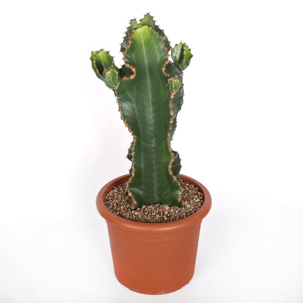 Euphorbia ingens x Eritrea Ø 25 cm