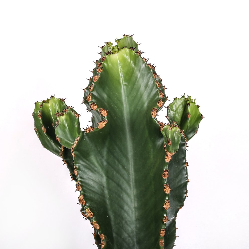Euphorbia ingens x Eritrea Ø 25 cm