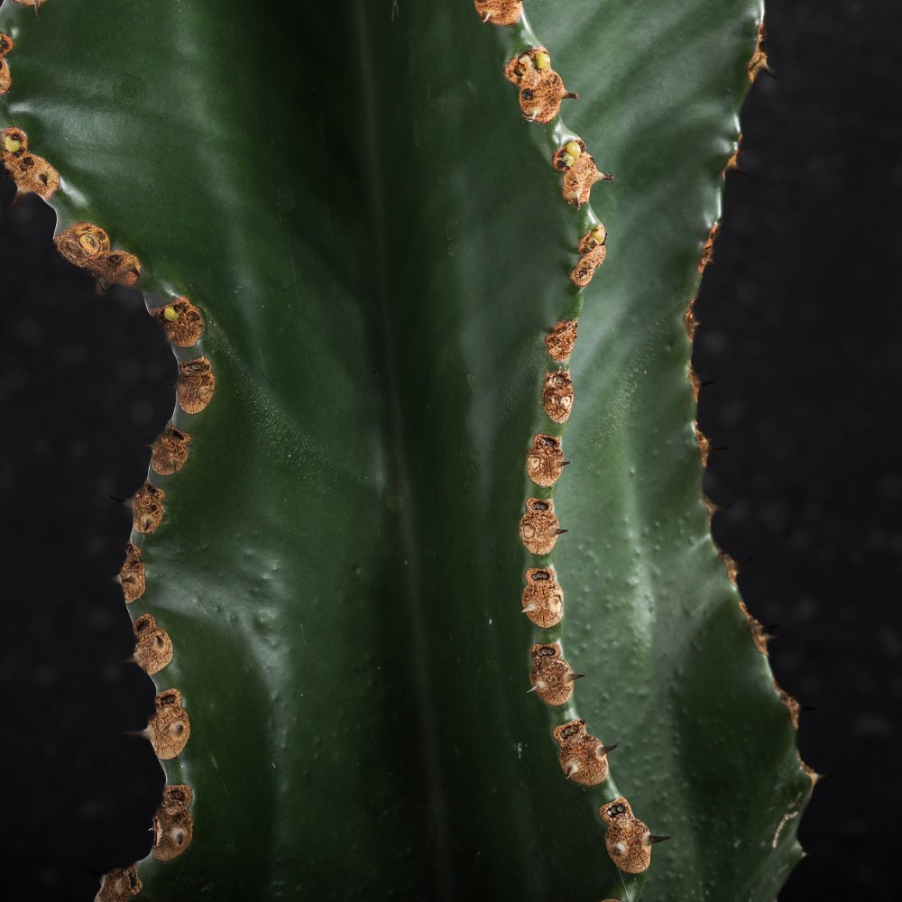 Euphorbia ingens x Eritrea Ø 25 cm