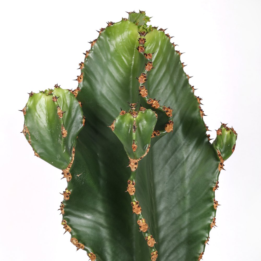 Euphorbia ingens x Eritrea Ø 25 cm