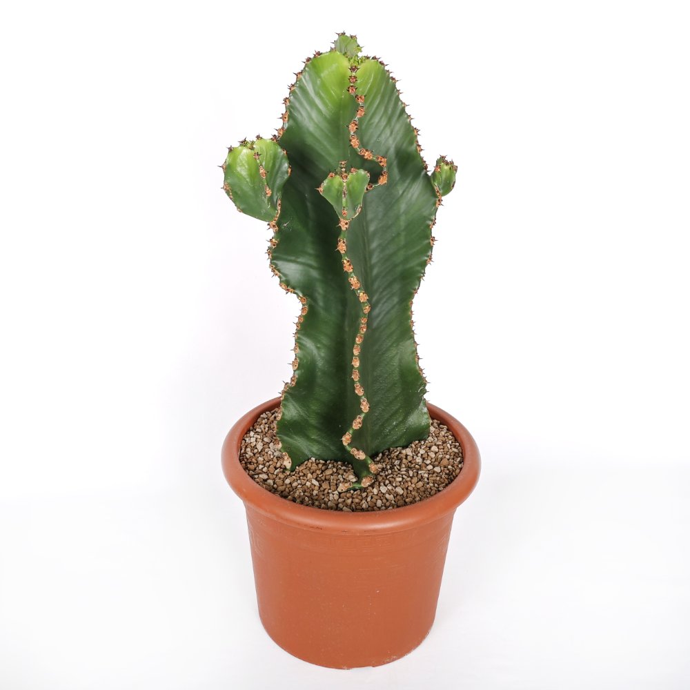 Euphorbia ingens x Eritrea Ø 25 cm