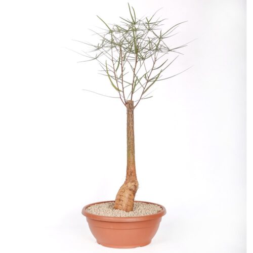 Brachychiton rupestris (Albero bottiglia) Ø 30 cm