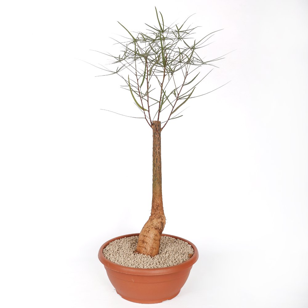 Brachychiton rupestris (Albero bottiglia) Ø 30 cm