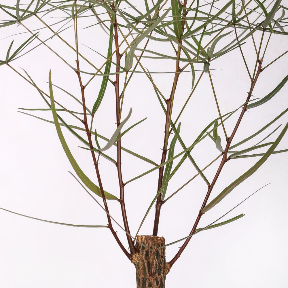 Brachychiton rupestris (Albero bottiglia) Ø 30 cm
