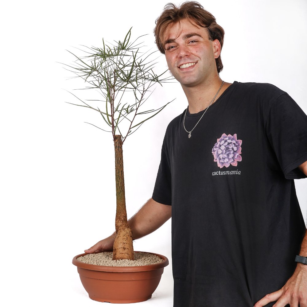 Brachychiton rupestris (Albero bottiglia) Ø 30 cm