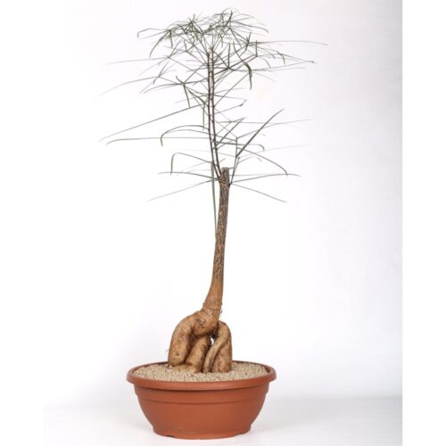 Brachychiton rupestris (Albero bottiglia) caudex grande Ø 30 cm