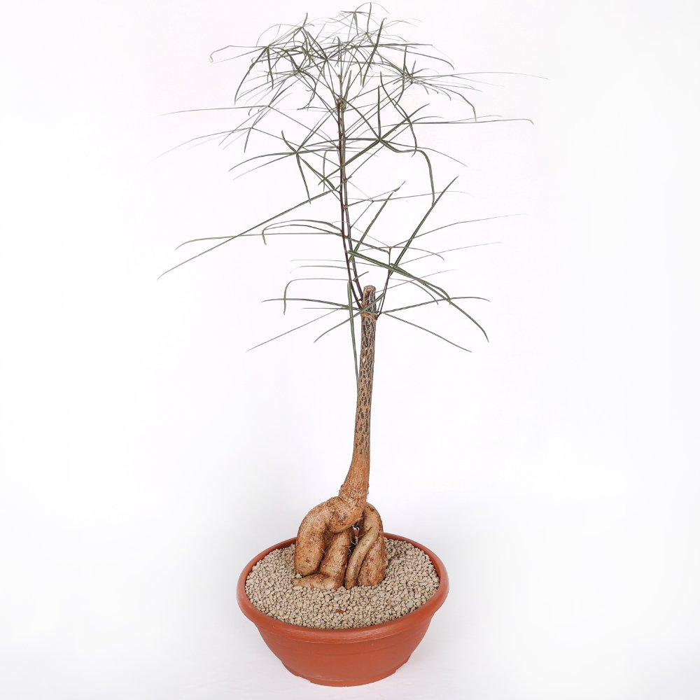 Brachychiton rupestris (Albero bottiglia) caudex grande Ø 30 cm