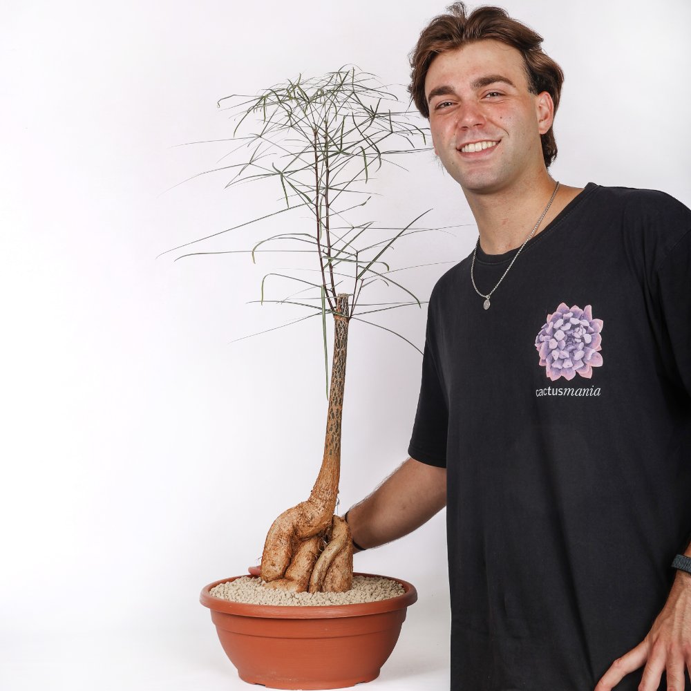 Brachychiton rupestris (Albero bottiglia) caudex grande Ø 30 cm