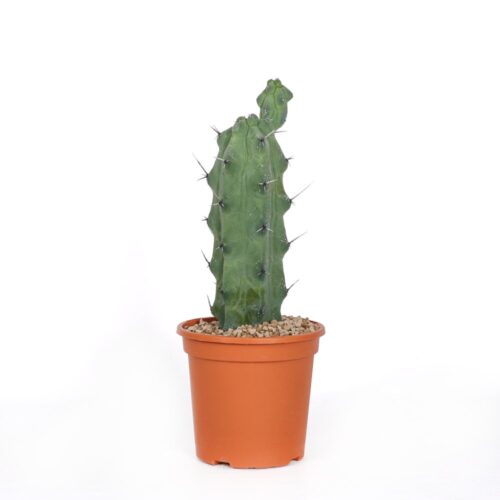 Myrtillocactus geometrizans Fukurokuryuzinboku Ø 17 cm