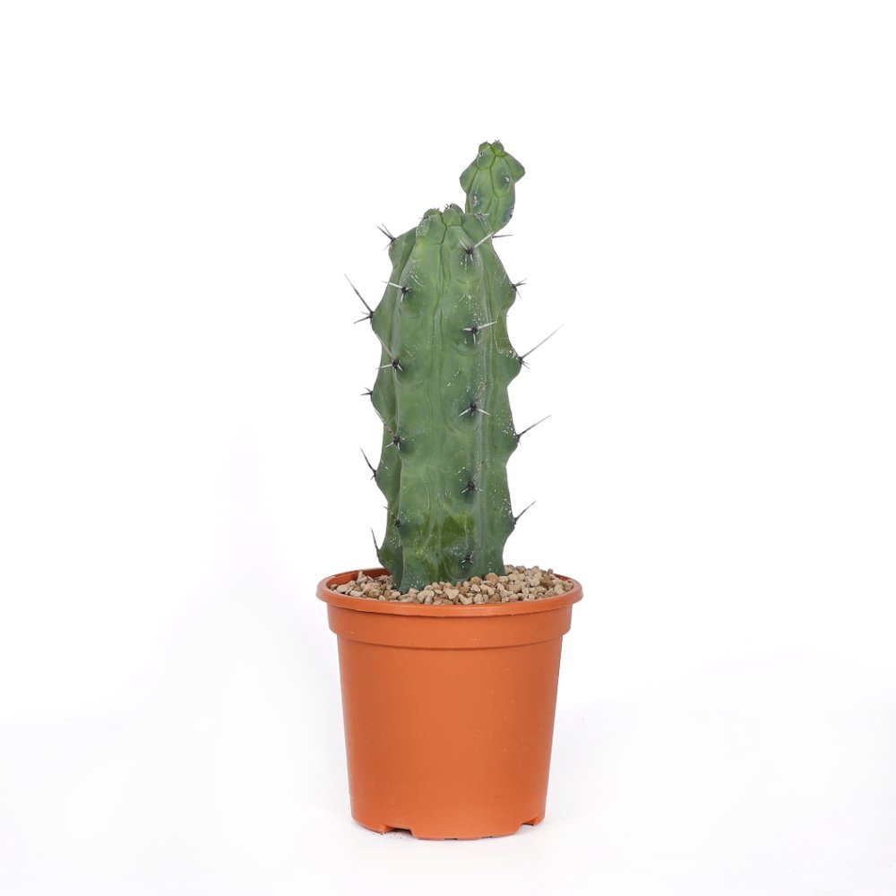 Myrtillocactus geometrizans Fukurokuryuzinboku Ø 17 cm