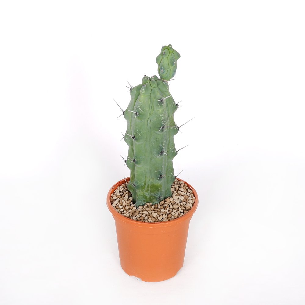 Myrtillocactus geometrizans Fukurokuryuzinboku Ø 17 cm
