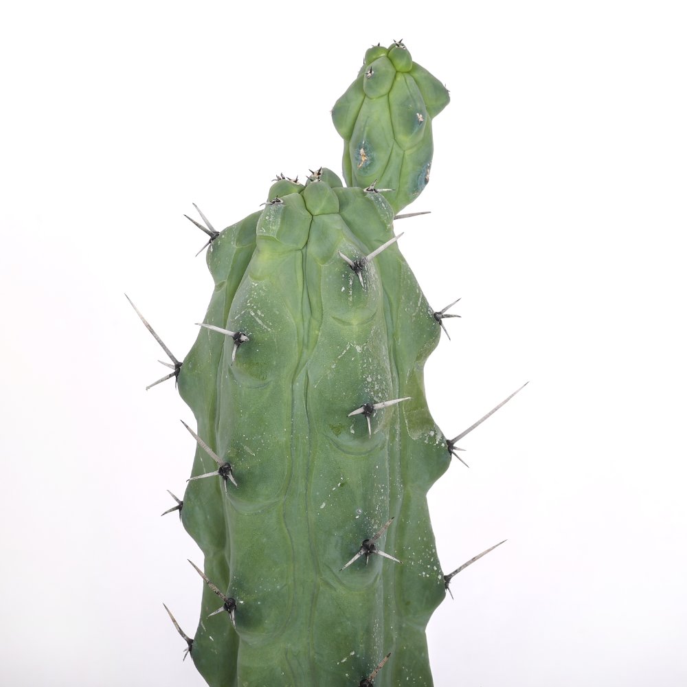 Myrtillocactus geometrizans Fukurokuryuzinboku Ø 17 cm
