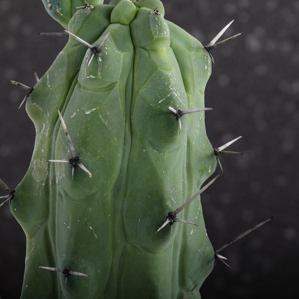 Myrtillocactus geometrizans Fukurokuryuzinboku Ø 17 cm