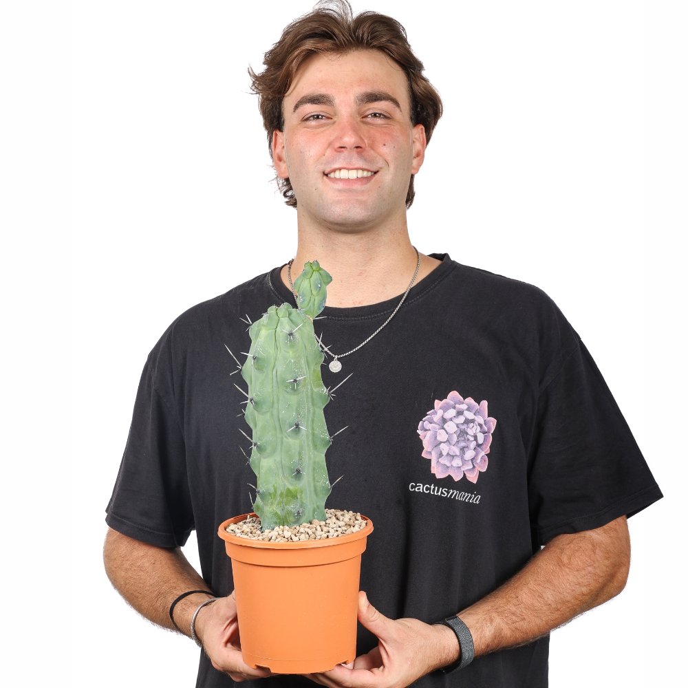 Myrtillocactus geometrizans Fukurokuryuzinboku Ø 17 cm