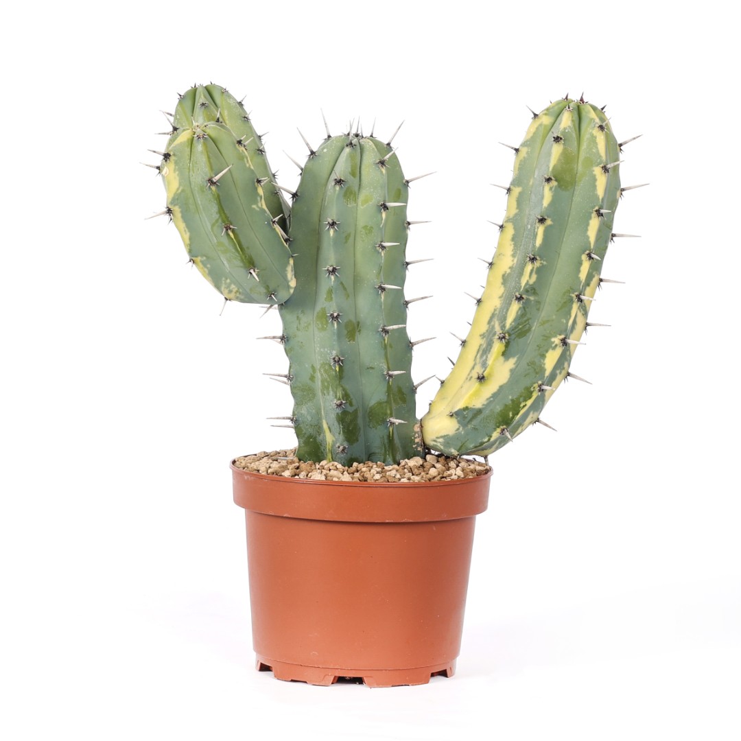 Myrtillocactus geometrizans f. variegata Ø 23 cm