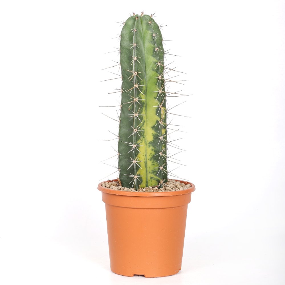 Stenocereus stellatus f. variegata Ø 18 cm