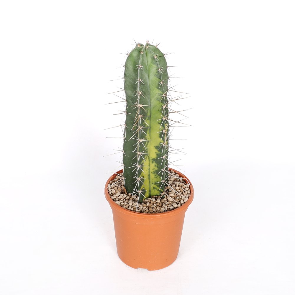 Stenocereus stellatus f. variegata Ø 18 cm