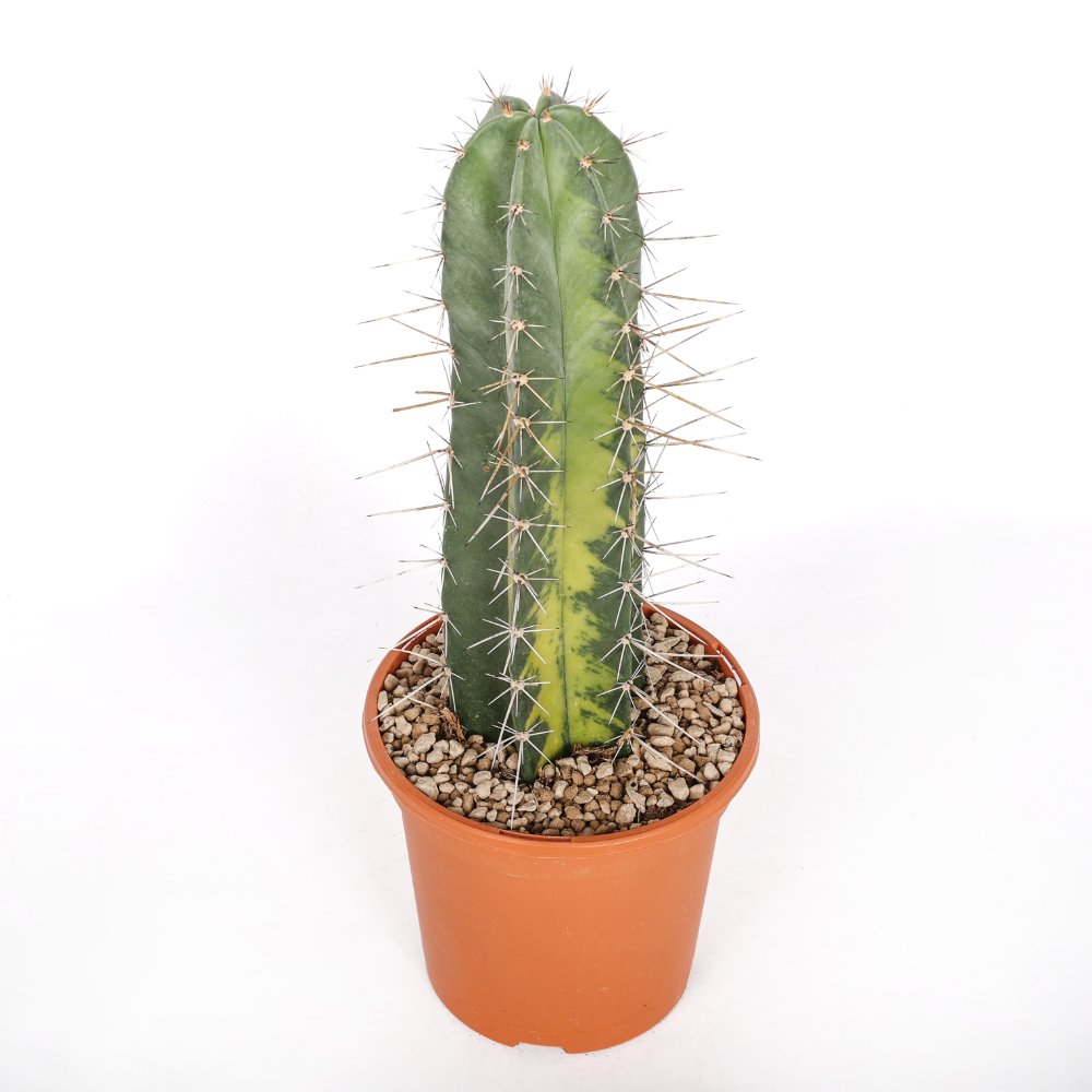 Stenocereus stellatus f. variegata Ø 18 cm