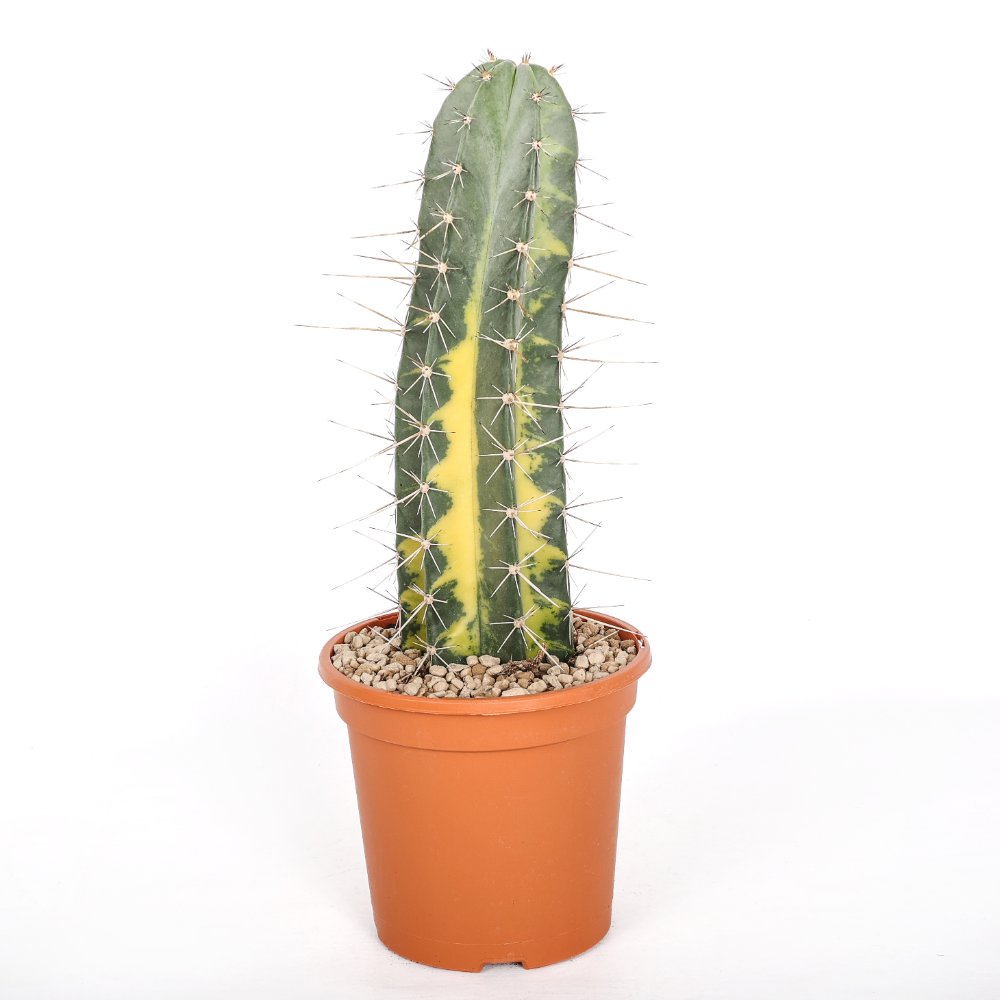 Stenocereus stellatus f. variegata Ø 18 cm