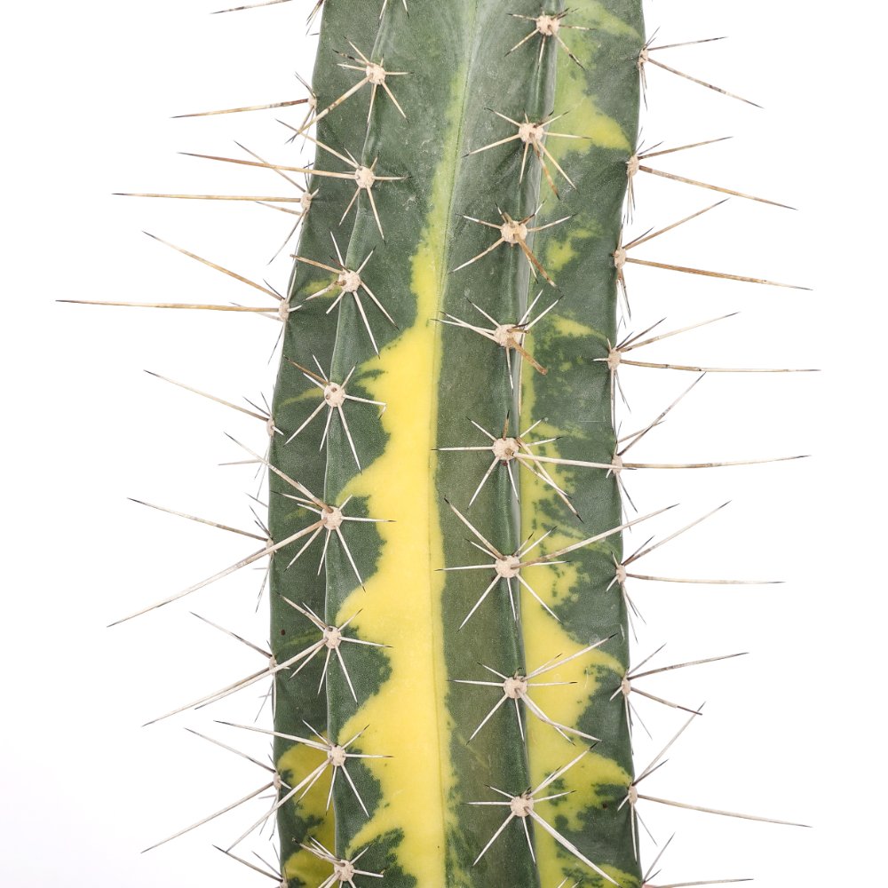 Stenocereus stellatus f. variegata Ø 18 cm