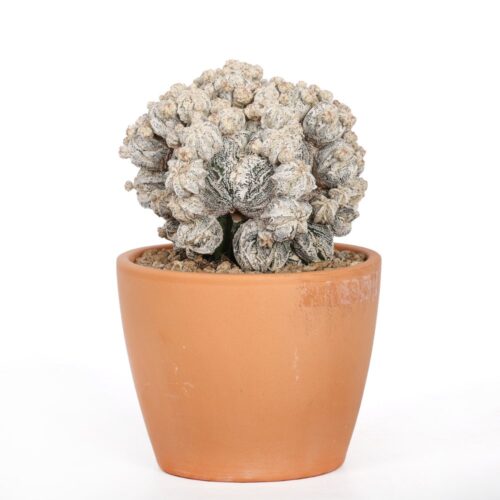 Astrophytum myriostigma Fukuryu Hakuun Ø 15 cm